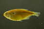 Astyanax bimaculatus novae 33 mmSL FMNH 54641